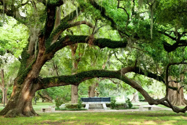 Large oak tree with sprawling branches and lush green foliage in a park setting with benches.
