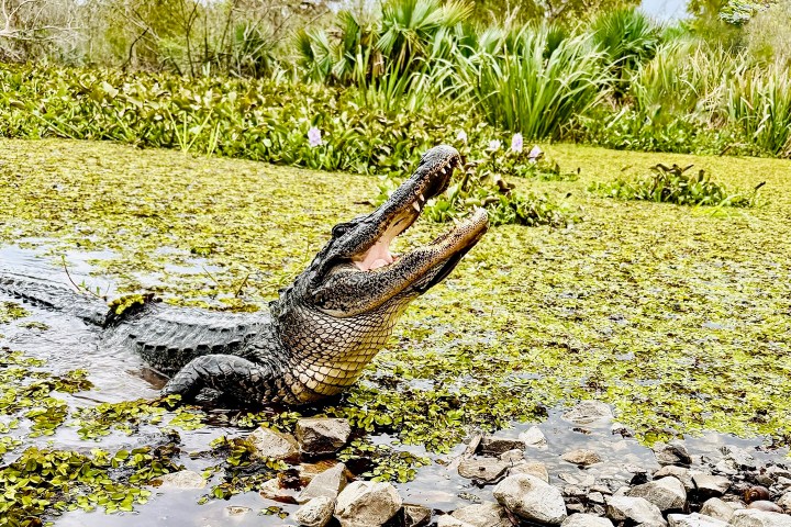 Alligator in swamp with open mouth, surrounded by green plants and rocks.