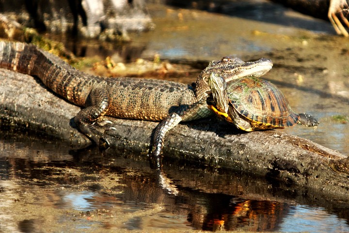 Alligator resting its head on a turtle on a log in a swampy area.