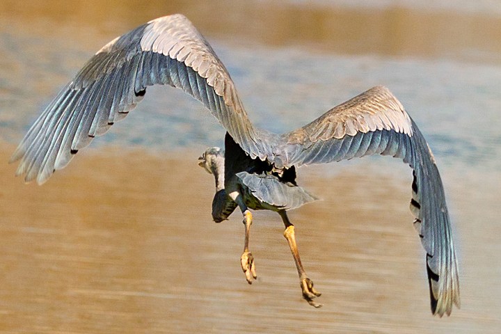 Heron flying over water with wings spread and legs extended.