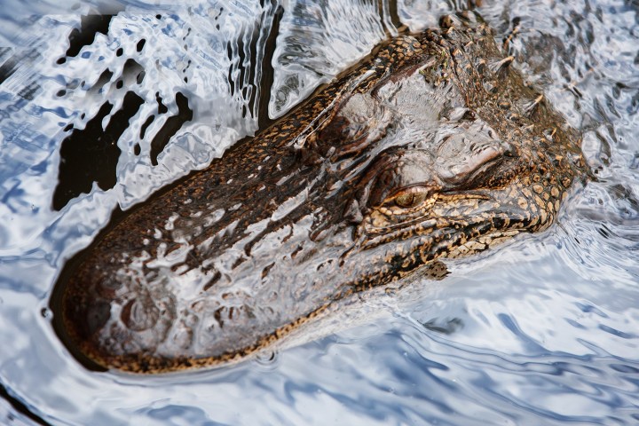 Crocodile partially submerged in rippling water, head and eyes visible.
