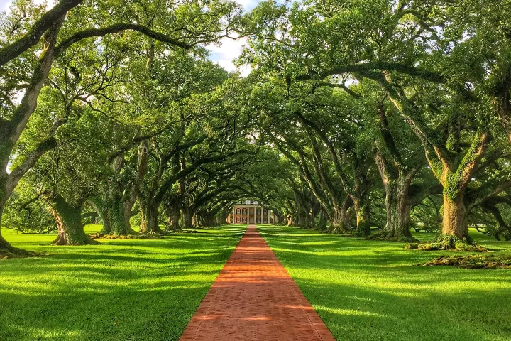 Pathway lined with large oak trees leading to a building in the distance.