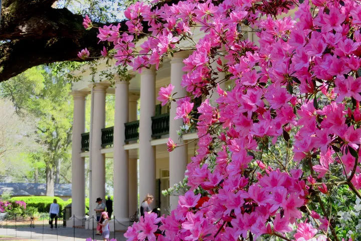 Pink flowers in foreground, with a columned building and people walking in the background.