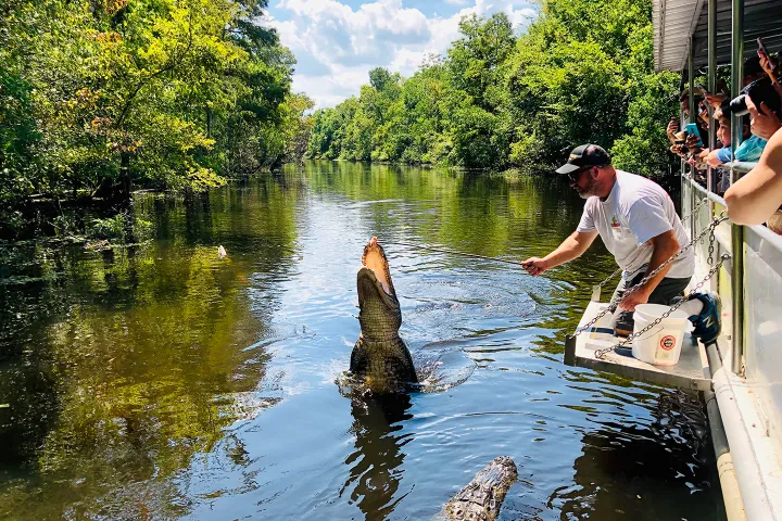 Man feeding alligator from a boat on a sunny, tree-lined river.