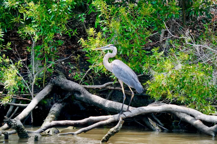 Great blue heron standing on tree roots by water, surrounded by green foliage.
