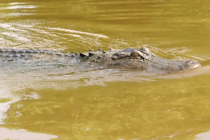 Alligator swimming in murky water with only its head visible above the surface.