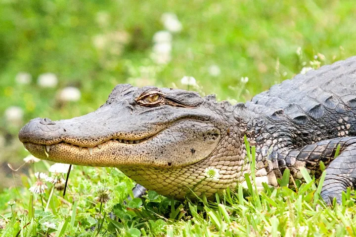 Close-up of an alligator's head and body on green grass.