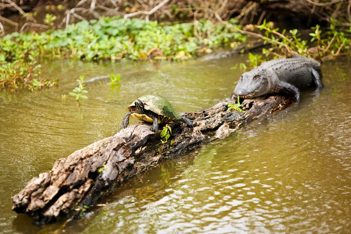 Turtle and alligator on a log in a swamp with greenery.