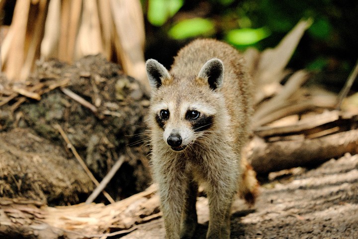 A raccoon walking on a forest floor with blurred foliage in the background.