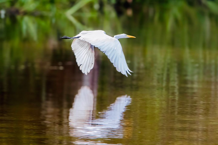 White heron flying over water, reflection visible, green foliage in background.