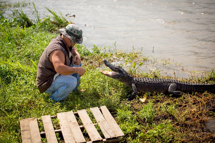 Man crouching near an alligator on grassy riverbank, wearing a hat and sleeveless shirt.
