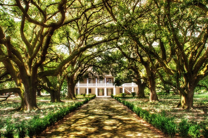 Large trees with sprawling branches line a path leading to a two-story white mansion.