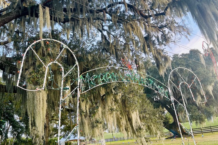 Christmas light display with candy canes and 'Merry Christmas' sign in a tree.