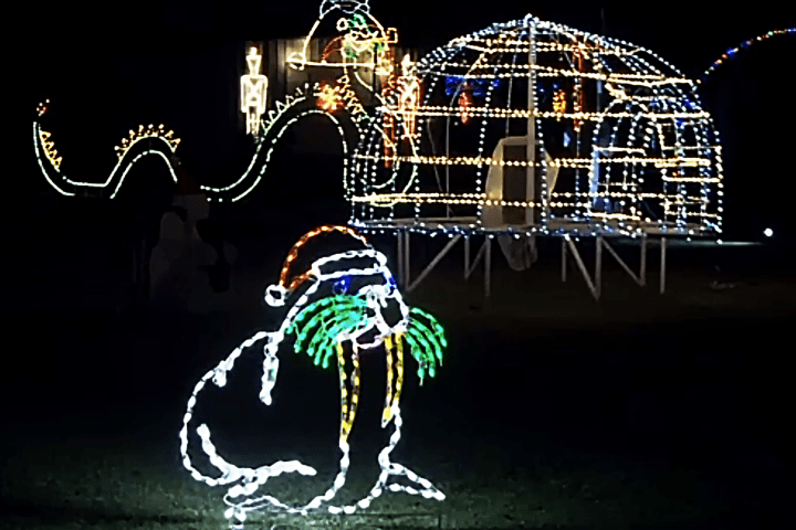 Christmas lights shaped like a walrus with a Santa hat, an igloo, and a dinosaur in a dark outdoor scene.