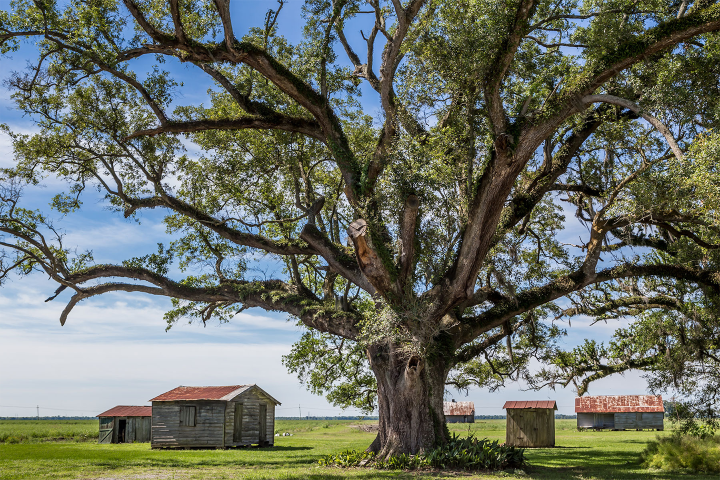 Large tree with wooden shacks and open field under a blue sky.