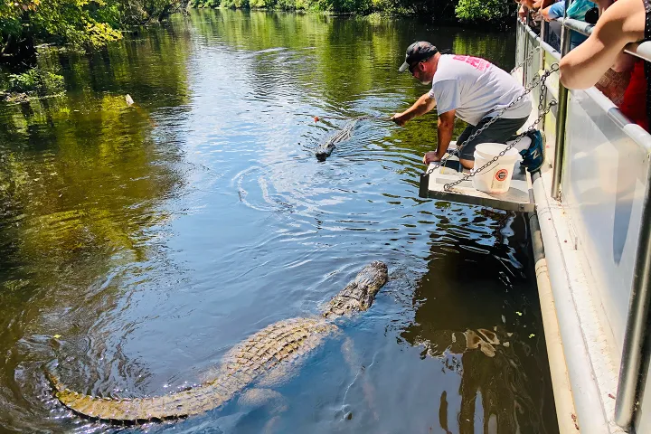 Person feeding an alligator from a boat in a swamp.