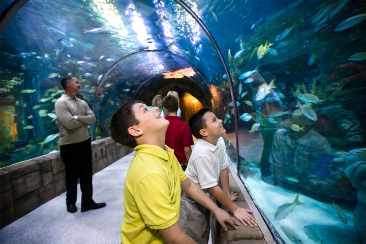 Children and adults in an aquarium tunnel, looking at fish swimming above and around them.