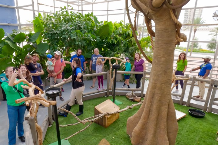 Indoor exhibit with people around a large tree and plants in a greenhouse setting.