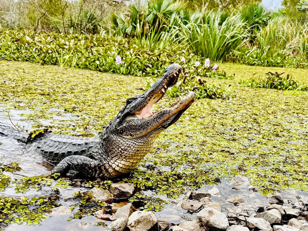 Alligator with open mouth in swamp surrounded by greenery and water lilies.