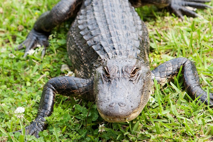 Large alligator lying on grass with flowers, facing the camera.