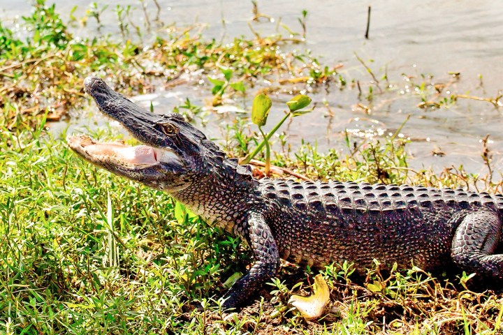 Alligator on grass by water, mouth open and sunlight on body.