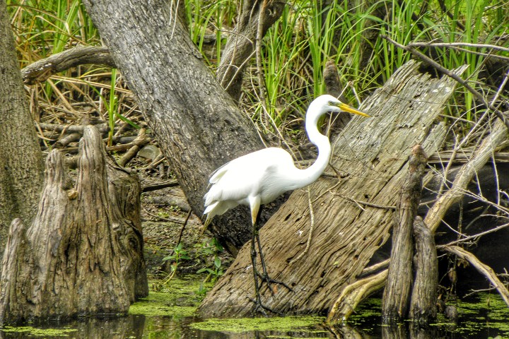 Egret standing on a log in a swampy area with greenery.